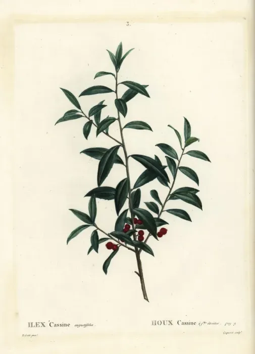 Framed Print : Dahoon holly or cassina, Ilex cassine Framed Print : Dahoon holly or cassina, Ilex cassine
