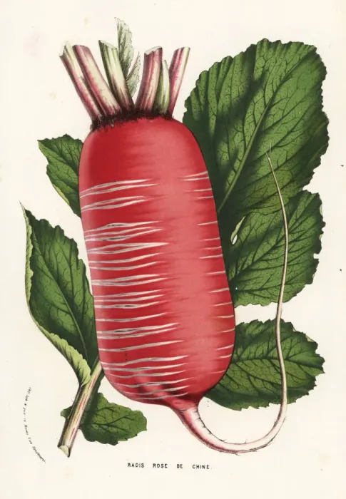 Framed Print : Daikon or Chinese radish, Raphanus sativus Framed Print : Daikon or Chinese radish, Raphanus sativus