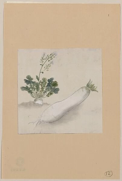 Daikon radish with plant growing in the background