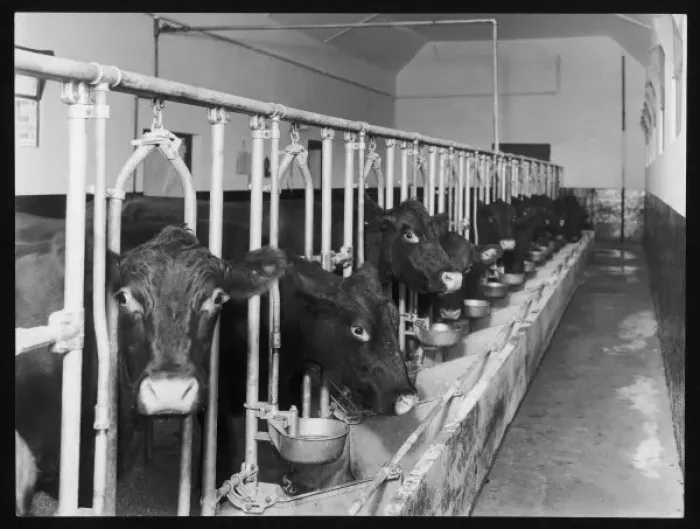 Framed Print : Dairy Cows / Feeding Time Framed Print : Dairy Cows / Feeding Time