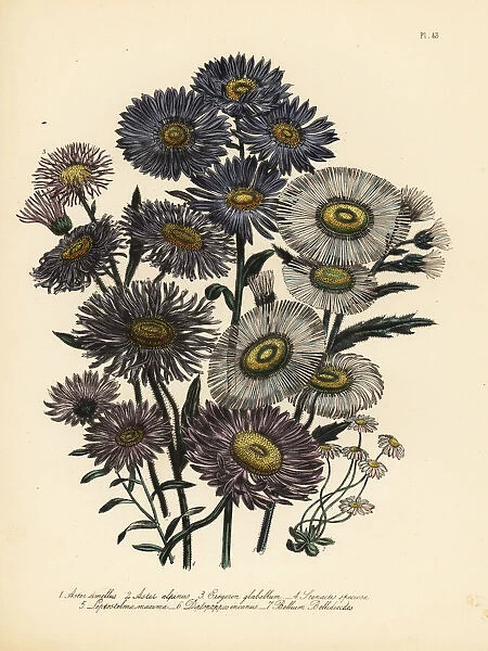Daisy or Aster species
