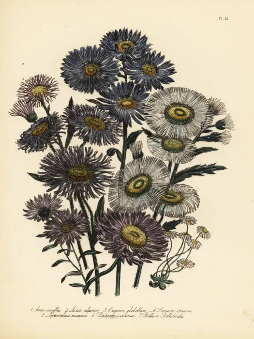 Framed Print : Daisy or Aster species Framed Print : Daisy or Aster species