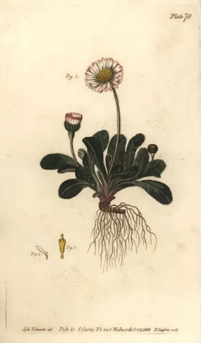 Framed Print : Daisy, Bellis perennis Framed Print : Daisy, Bellis perennis