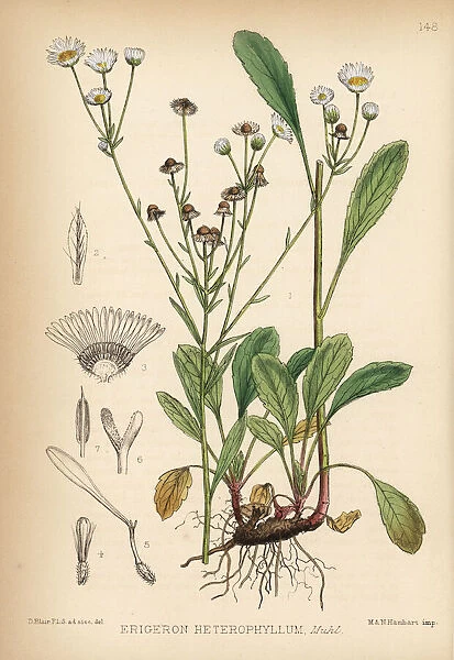 Daisy fleabane or sweet scabious, Erigeron heterophyllus