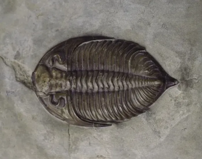 Framed Print : Dalmanites myops, trilobite Framed Print : Dalmanites myops, trilobite