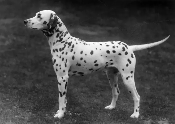 Framed Print : DALMATIAN / 1930 Framed Print : DALMATIAN / 1930