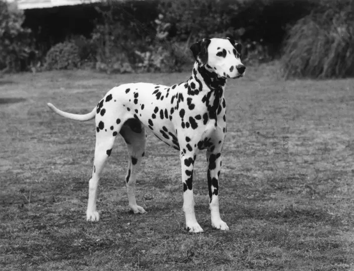Framed Print : DALMATIAN 1977 Framed Print : DALMATIAN 1977