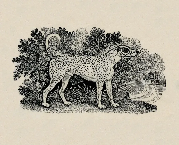 Framed Print : Dalmatian dog. Artist: Thomas Bewick Framed Print : Dalmatian dog. Artist: Thomas Bewick