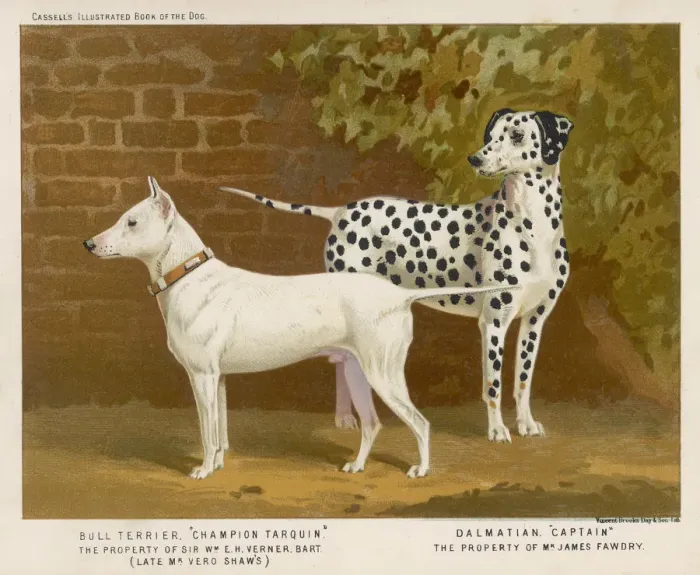 Framed Print : DALMATIAN / BULL TERRIER Framed Print : DALMATIAN / BULL TERRIER