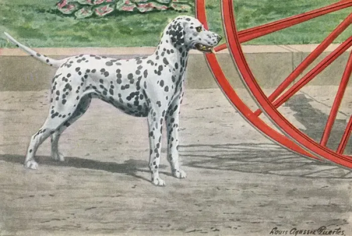 Framed Print : Dalmatian by Coach Wheel Framed Print : Dalmatian by Coach Wheel