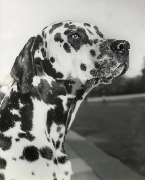 Framed Print : Dalmatian dog looking up Date: 1950s Framed Print : Dalmatian dog looking up Date: 1950s