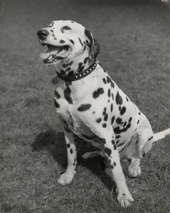 Framed Print : Dalmatian dog sitting on grass Date: 1950s Framed Print : Dalmatian dog sitting on grass Date: 1950s