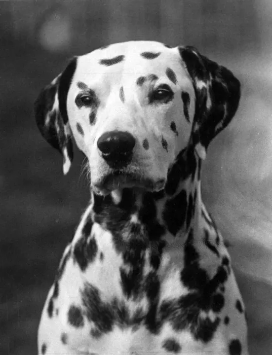 Framed Print : DALMATIAN / GEORGE / RIVER Framed Print : DALMATIAN / GEORGE / RIVER