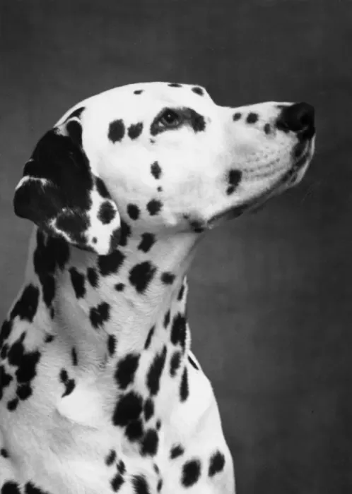 Framed Print : DALMATIAN / HEAD / 1962 Framed Print : DALMATIAN / HEAD / 1962