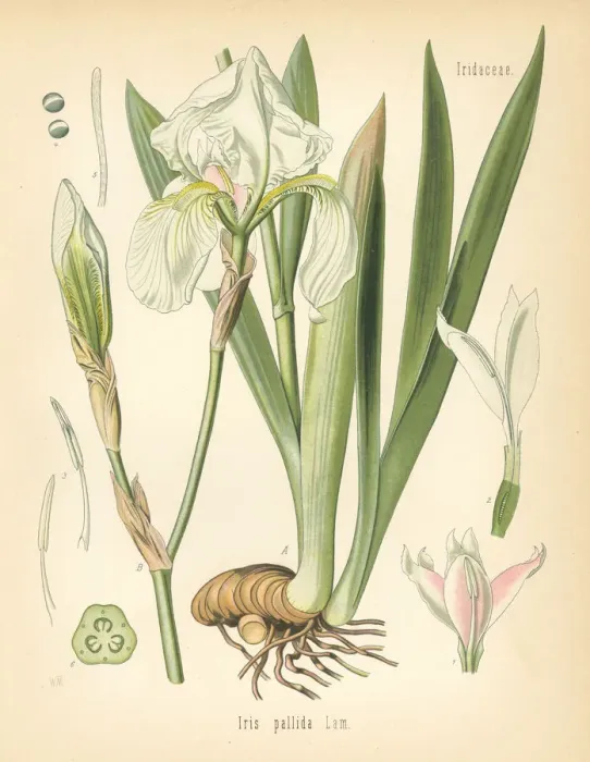 Framed Print : Dalmatian iris or sweet iris, Iris pallida Framed Print : Dalmatian iris or sweet iris, Iris pallida