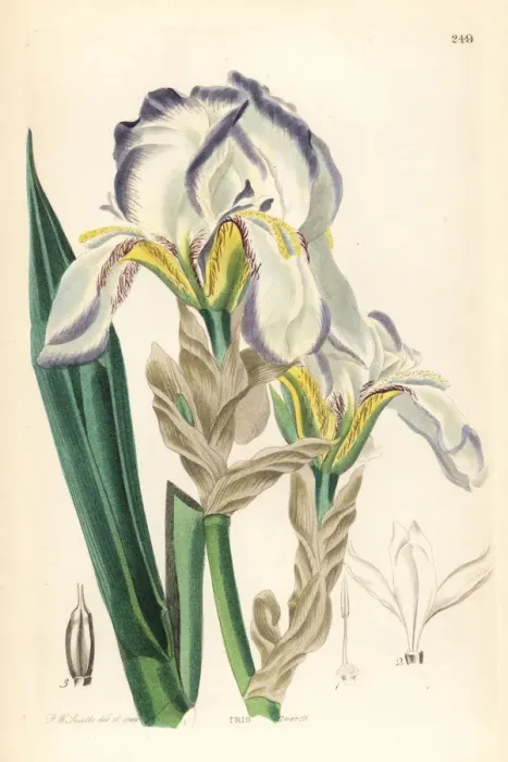 Framed Print : Dalmatian iris or sweet iris, Iris pallida Framed Print : Dalmatian iris or sweet iris, Iris pallida