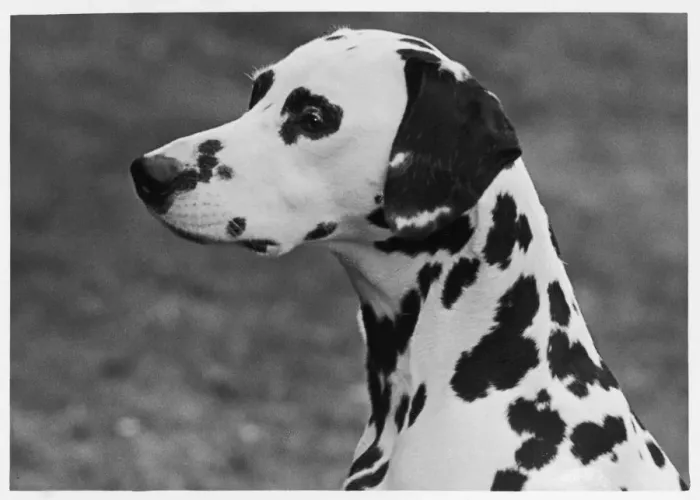 Framed Print : Dalmatian - Josephine - 1952 Framed Print : Dalmatian - Josephine - 1952