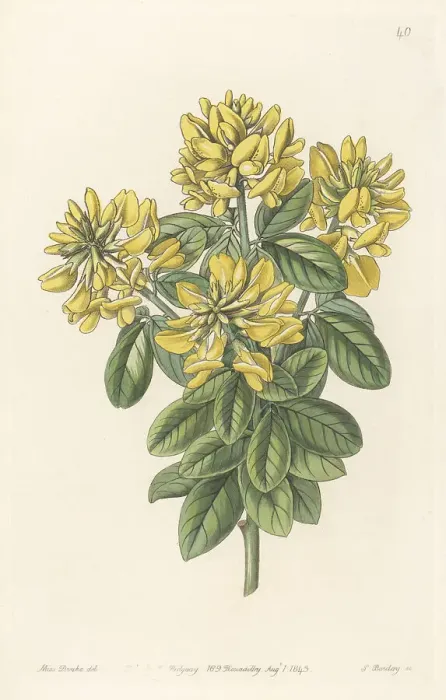 Framed Print : Dalmatian laburnum, Petteria ramentacea Framed Print : Dalmatian laburnum, Petteria ramentacea