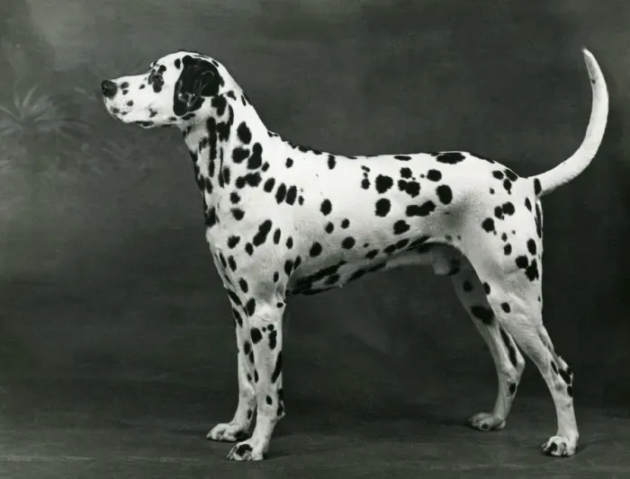 Framed Print : DALMATIAN / LINDALLY BRIAR Framed Print : DALMATIAN / LINDALLY BRIAR