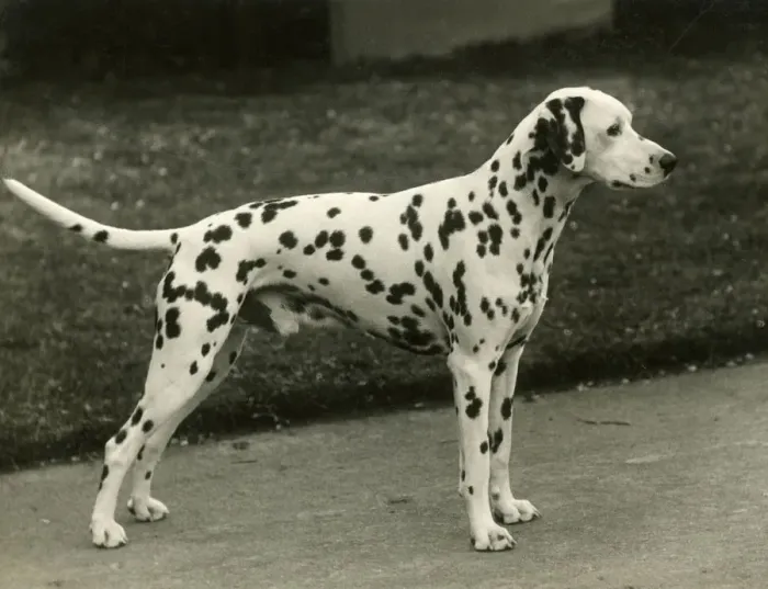 Framed Print : DALMATIAN / MAHLIB JIFFT Framed Print : DALMATIAN / MAHLIB JIFFT
