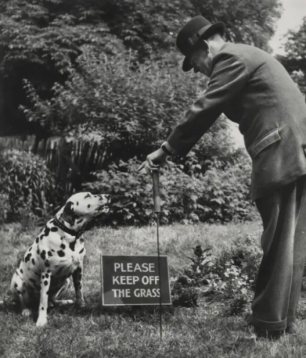 Framed Print : Dalmatian with man and warning sign Framed Print : Dalmatian with man and warning sign