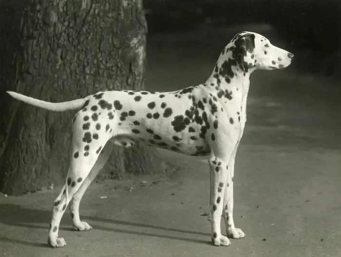 Framed Print : DALMATIAN / MESRA MANXMAN Framed Print : DALMATIAN / MESRA MANXMAN