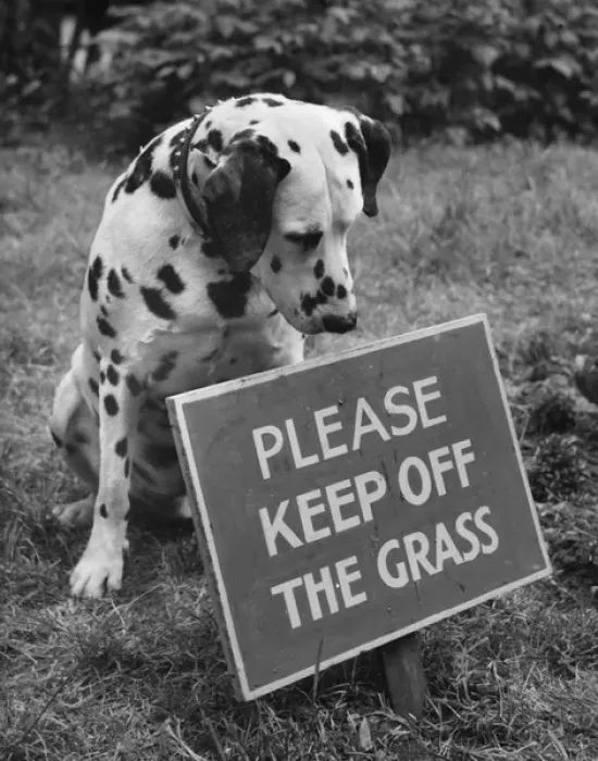 Framed Print : Dalmatian with Keep Off The Grass sign Framed Print : Dalmatian with Keep Off The Grass sign