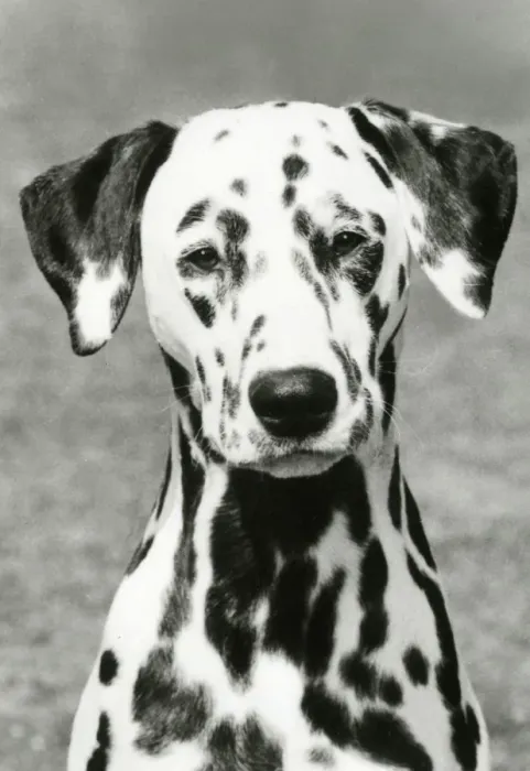 Framed Print : DALMATIAN  /  POT BLACK