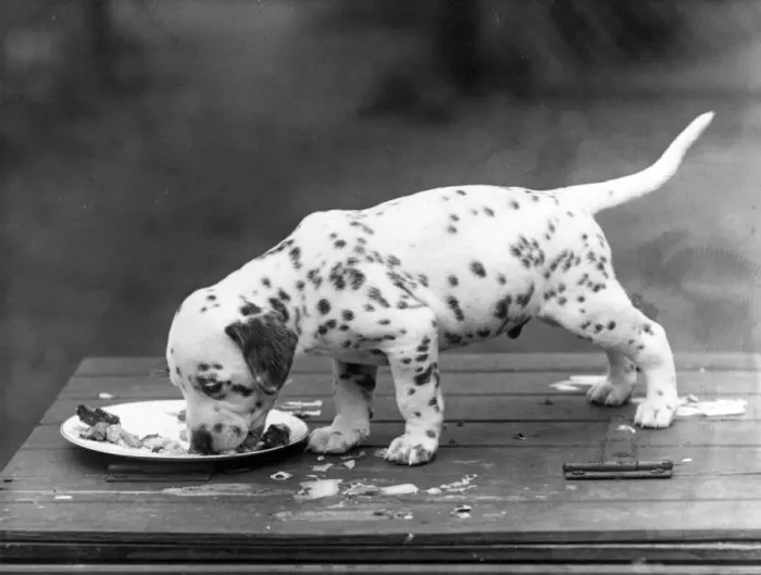 Framed Print : DALMATIAN / PUPPY EATING Framed Print : DALMATIAN / PUPPY EATING