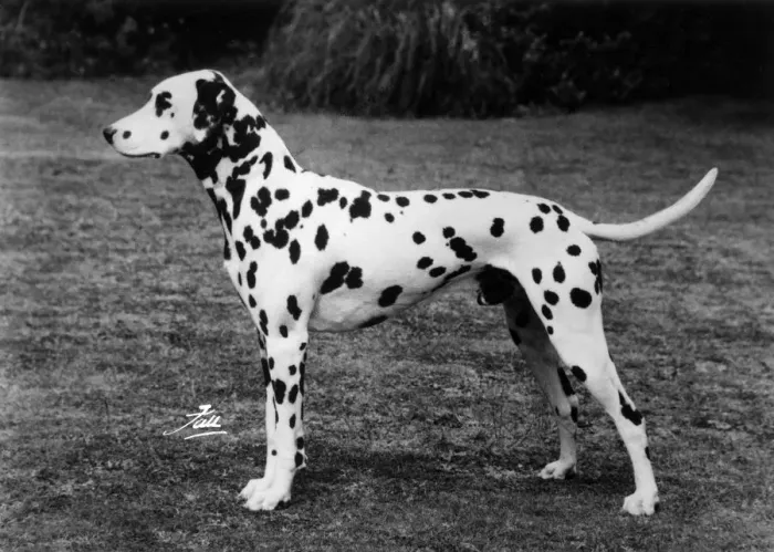 Framed Print : DALMATIAN / SOFTLY SOFTLY Framed Print : DALMATIAN / SOFTLY SOFTLY
