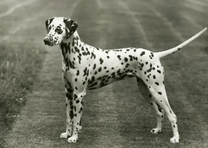 Framed Print : DALMATIAN / SOWEST MYSTIC Framed Print : DALMATIAN / SOWEST MYSTIC