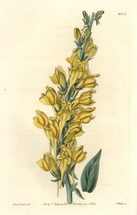 Framed Print : Dalmatian toadflax, Linaria dalmatica Framed Print : Dalmatian toadflax, Linaria dalmatica