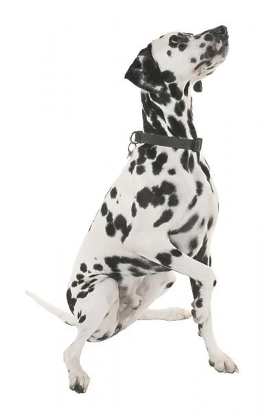 Dalmation. A Dalmation, photographed by Harry Taylor