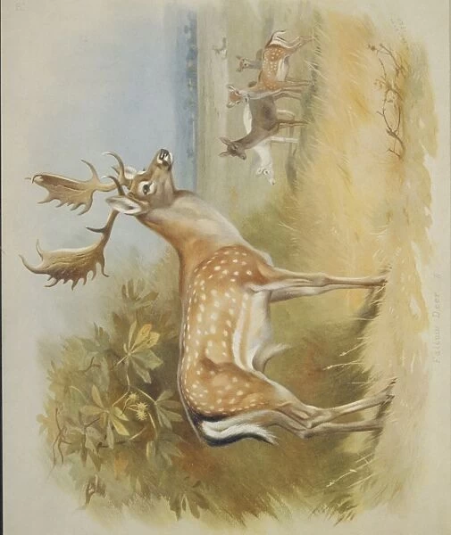 Dama dama, fallow deer