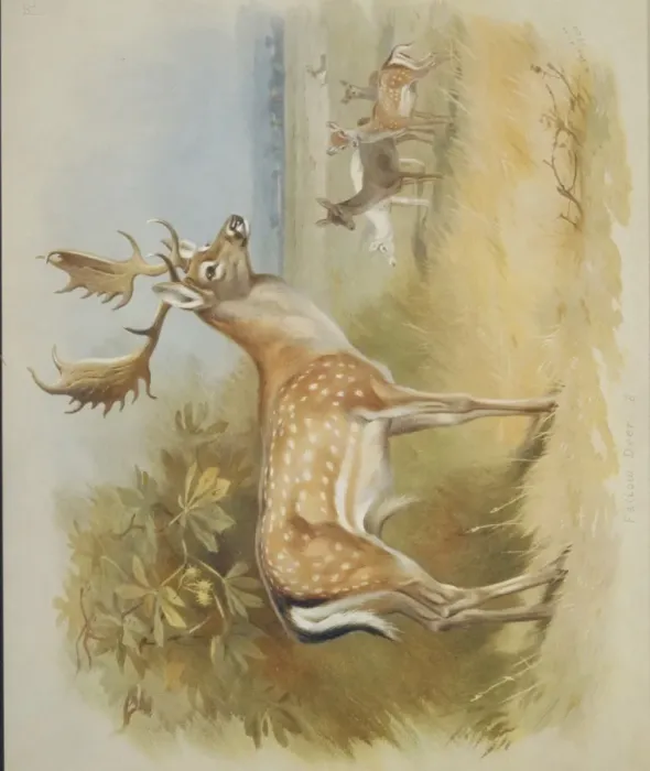 Framed Print : Dama dama, fallow deer Framed Print : Dama dama, fallow deer