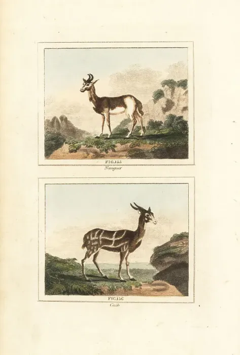 Framed Print : Dama gazelle and harnessed bushbuck Framed Print : Dama gazelle and harnessed bushbuck