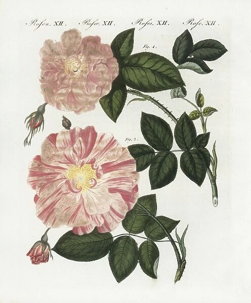 Damask rose, Rosa damascena, and striped rose