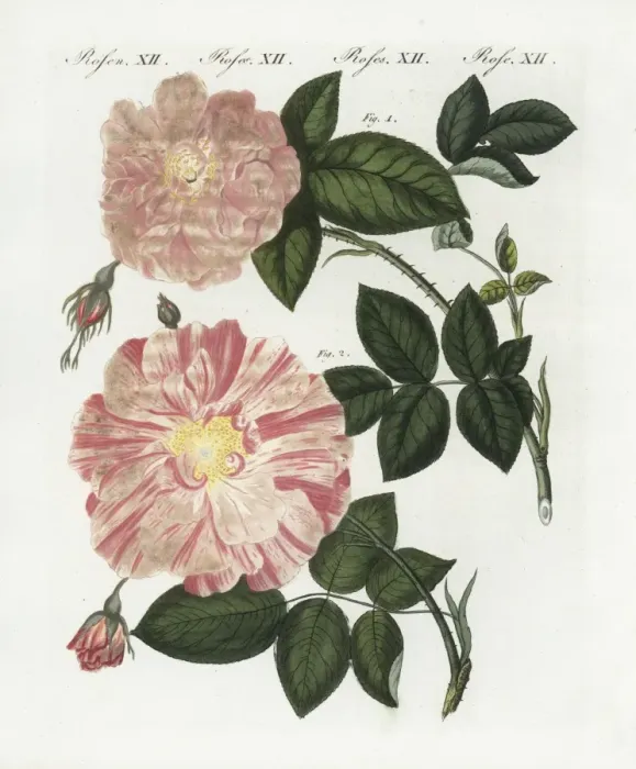 Framed Print : Damask rose, Rosa damascena, and striped rose Framed Print : Damask rose, Rosa damascena, and striped rose