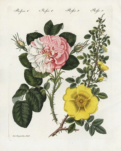 Damask rose and single yellow rose