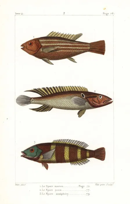 Framed Print : Damsel fish, ringtail pike cichlid and redbreasted wrasse Framed Print : Damsel fish, ringtail pike cichlid and redbreasted wrasse