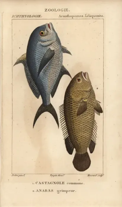 Framed Print : Damselfish, Chromis chromis, and climbing perch Framed Print : Damselfish, Chromis chromis, and climbing perch