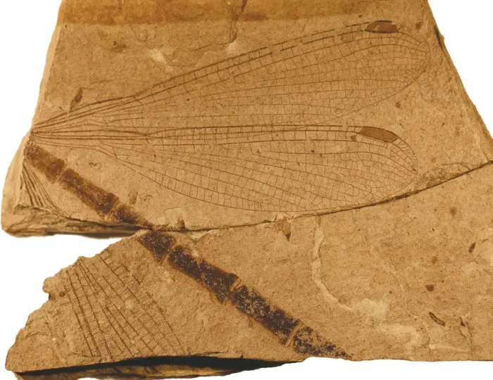 Framed Print : Damselfly. Specimen held in the Natural History Museum Paleontology Department Framed Print : Damselfly. Specimen held in the Natural History Museum Paleontology Department
