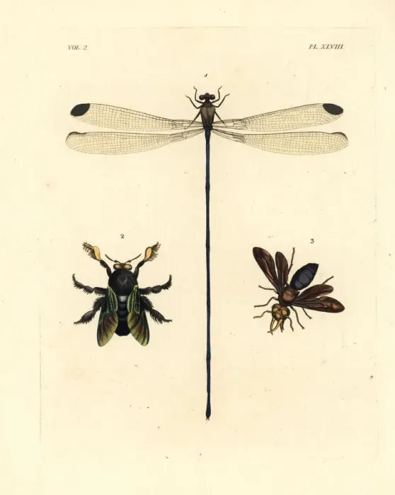 Framed Print : Damselfly, carpenter bee and potter wasp Framed Print : Damselfly, carpenter bee and potter wasp