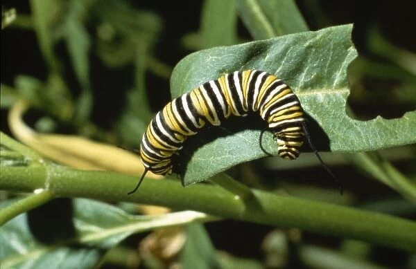 Danaus plexippus, monarch caterpillar
