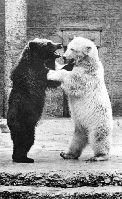 Framed Print : DANCING BEARS AT ZOO Framed Print : DANCING BEARS AT ZOO