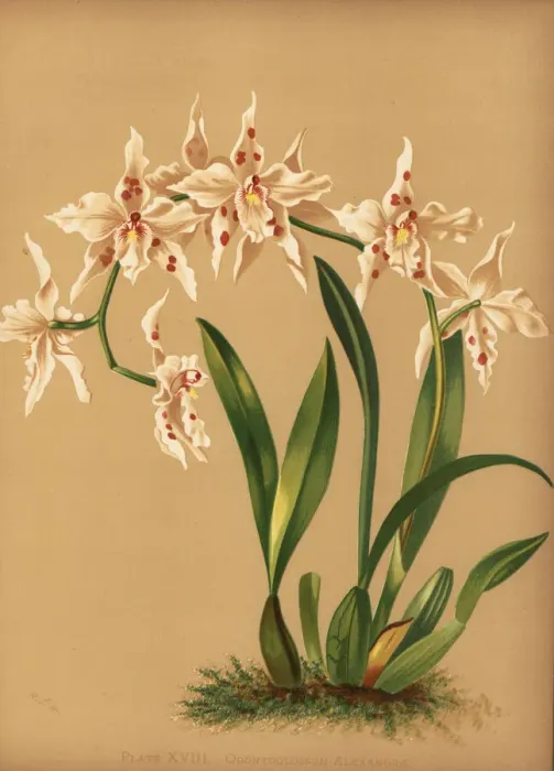 Dancing Lady Orchid Print, 1885 Chromolithograph. Art Prints