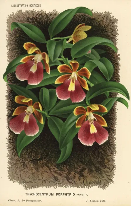 Framed Print : Dancing lady orchid, Trichocentrum porphyrio Framed Print : Dancing lady orchid, Trichocentrum porphyrio