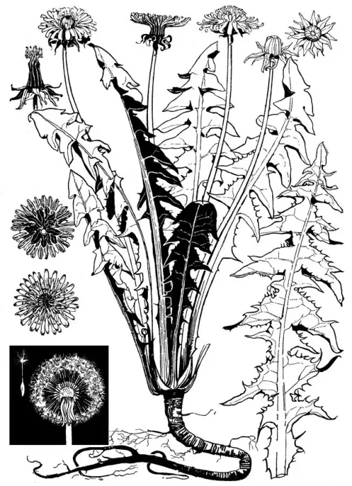 Framed Print : Dandelion. Studies in plant form with suggestions for their application to design Framed Print : Dandelion. Studies in plant form with suggestions for their application to design
