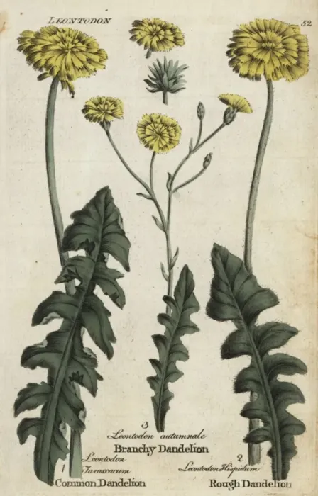 Framed Print : Dandelion, branchy dandelion, and rough hawkbit Framed Print : Dandelion, branchy dandelion, and rough hawkbit