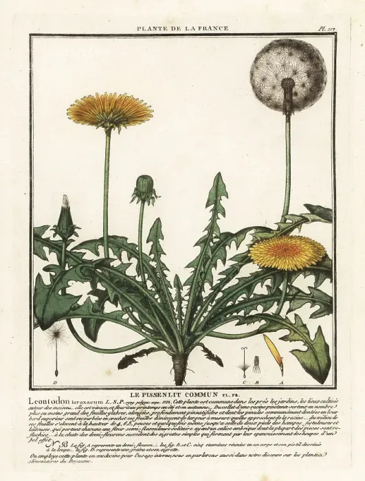 Framed Print : Dandelion, Taraxacum campylodes Framed Print : Dandelion, Taraxacum campylodes